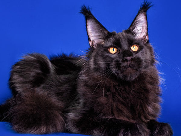 Pictures of Black Maine Coon cats