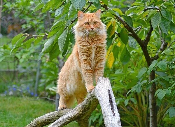Red MainCoon