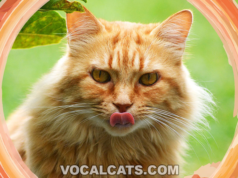 Red Maine Coon