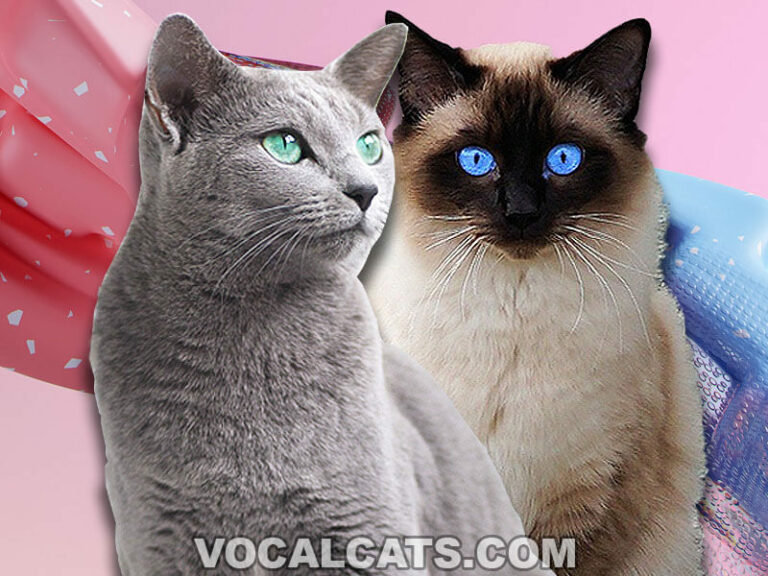 Russian Blue Mixed with Siamese Complete Guide Vocal Cats