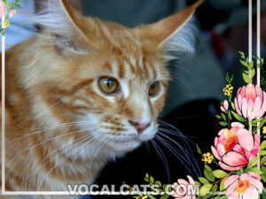 Short Hair Maine Coon