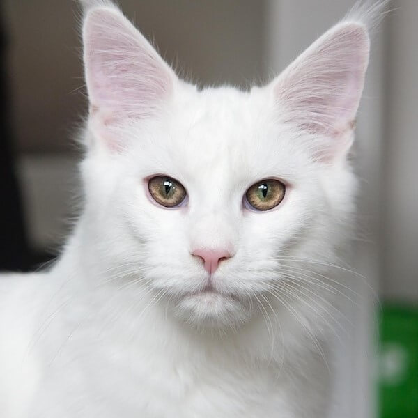 ShortHair Maine Coon