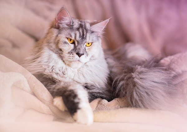 Blue silver Maine Coon
