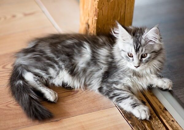 Grey And White Maine Coon