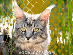 Silver Maine Coon
