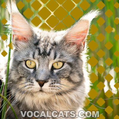 Silver Maine Coon: Complete Guide