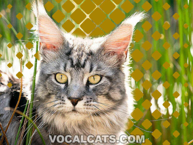 Silver Maine Coon Complete Guide Vocal Cats