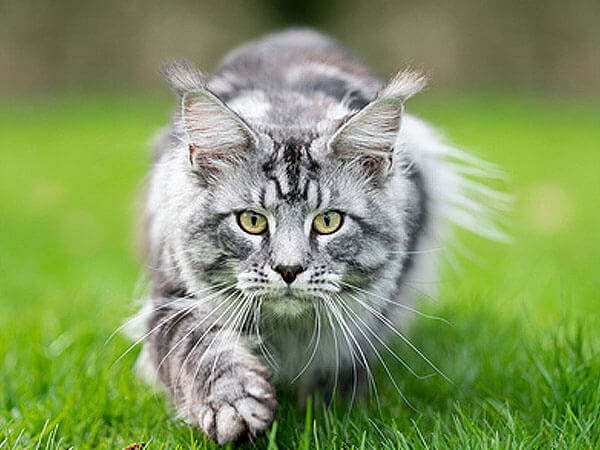 Maine Coon Silver