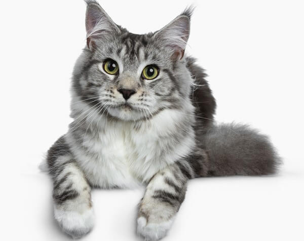 Maine Coon black Silver tabby