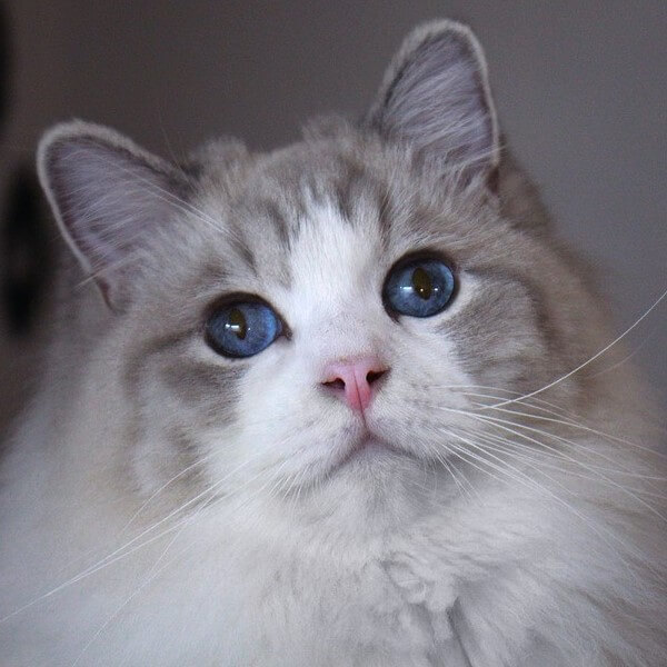 Blue Lynx Ragdoll Cat