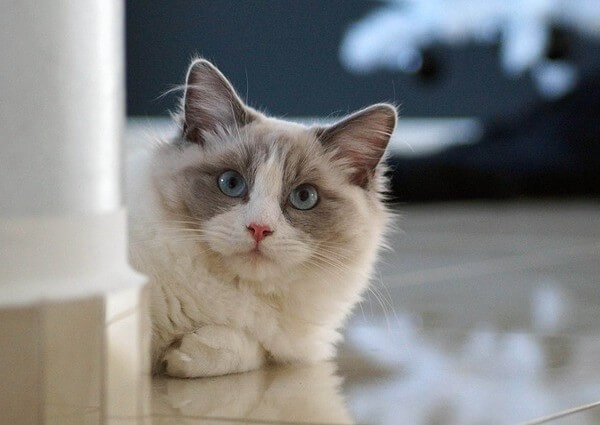 Blue Lynx point Ragdoll Cat