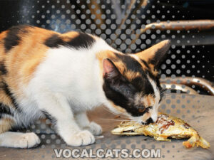 Can Cats Eat Mackerel