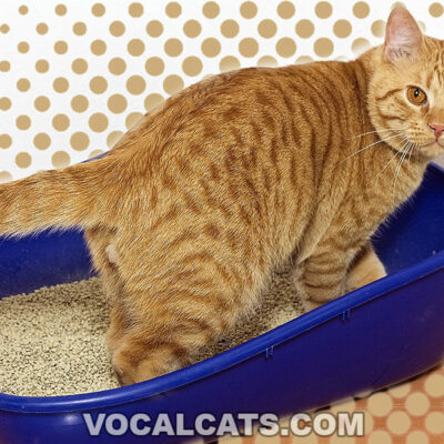 Cat Scratching Litter Box Excessively: 10 Reasons Why & What To Do!