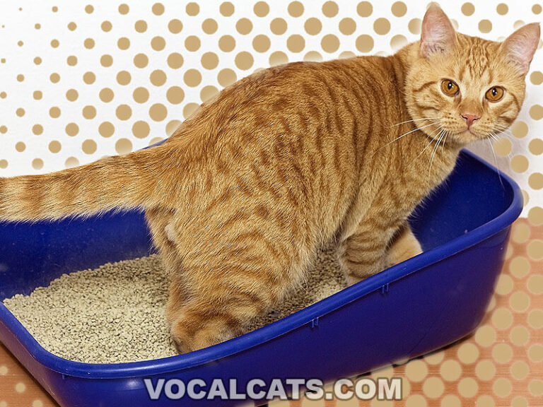 Cat Scratching Litter Box Excessively 10 Reasons Why And What To Do Vocal Cats