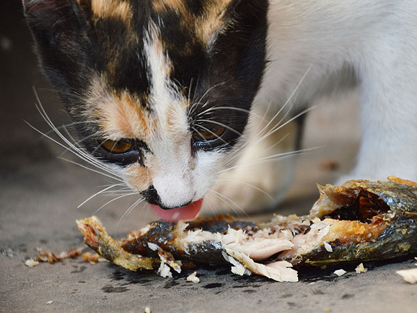 Can Cats Eat Fried Mackerel