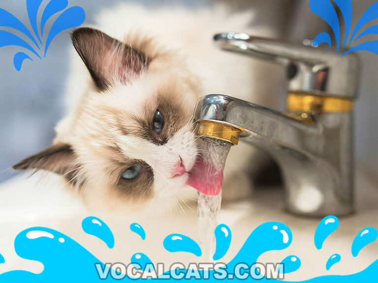 Do Maine Coons Like Water? Vocal Cats