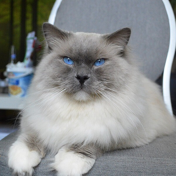 Giant Ragdoll Cat Scratching Furniture