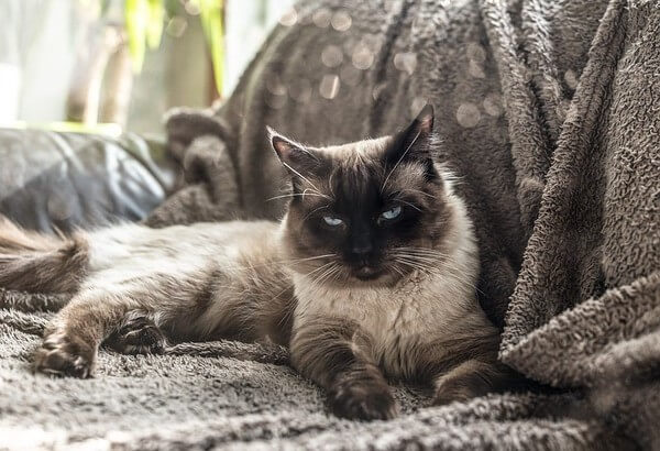 Ragdoll Scratching Furniture