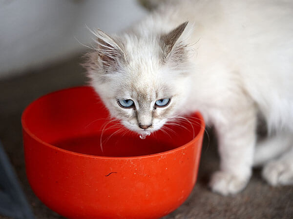 Do all Ragdoll cats like water