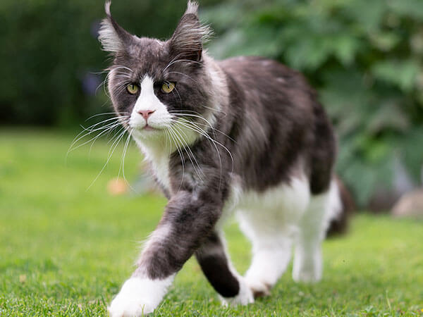 Tuxedo Maine Coon pictures