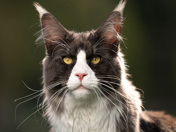 Maine Coon Tuxedo