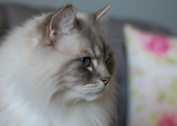 Lynx Blue Ragdoll