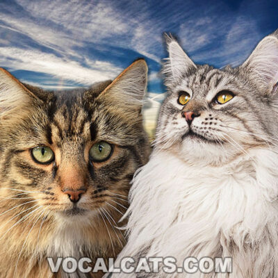 Maine Coon Norwegian Forest Cat: Complete Guide