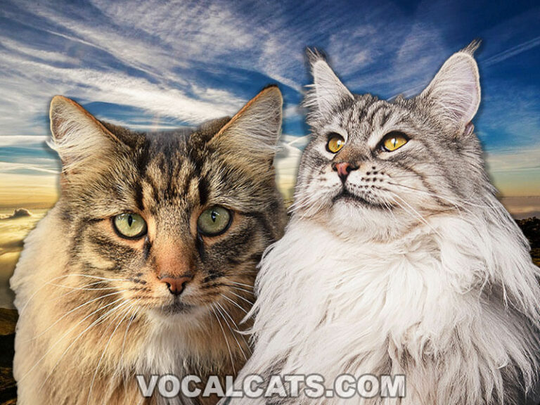 Maine Coon Norwegian Forest Cat Complete Guide Vocal Cats
