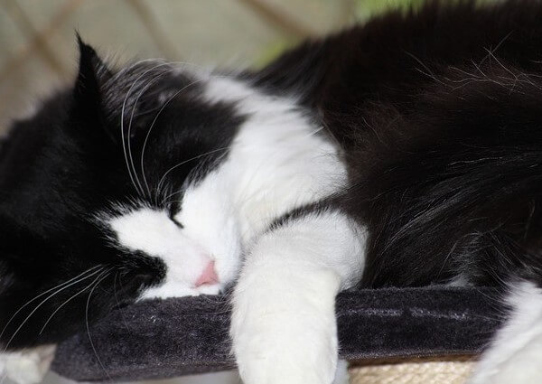 Maine Coon cat Tuxedo