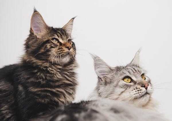 Norwegian Forest Cat Maine Coon Mix