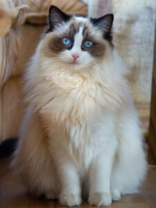 Norwegian Forest Cat Ragdoll Mix: Complete Guide - Vocal Cats
