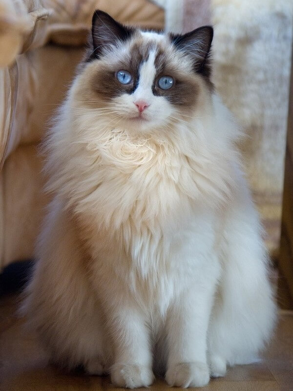 Norwegian Forest Cat Mixed with Ragdoll