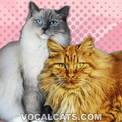 Norwegian Forest Cat Ragdoll Mix: Complete Guide