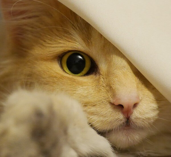 Ragdoll Norwegian Forest Cat