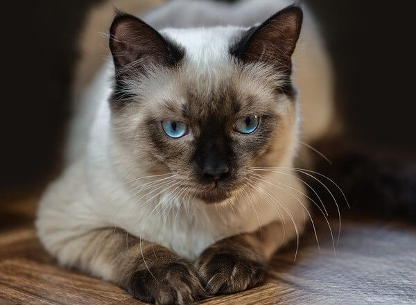 Seal Point Ragdoll