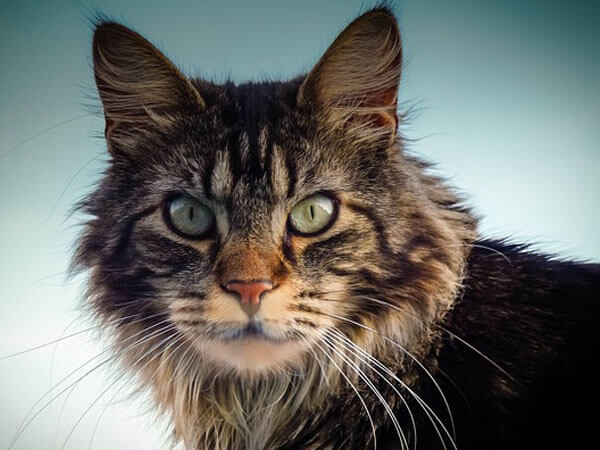 Pictures of Tortoiseshell Maine Coon Cats