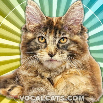 Tortoiseshell Maine Coon: Tortie Complete Guide