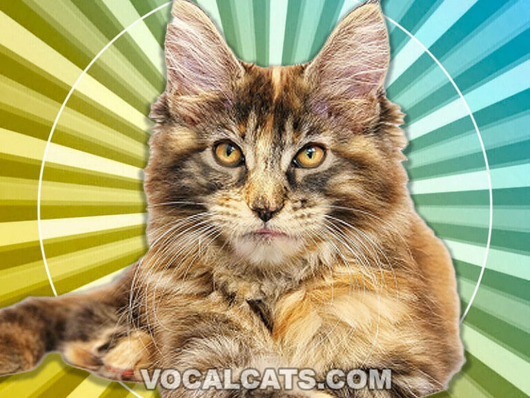 Tortoiseshell Maine Coon: Tortie Complete Guide - Vocal Cats