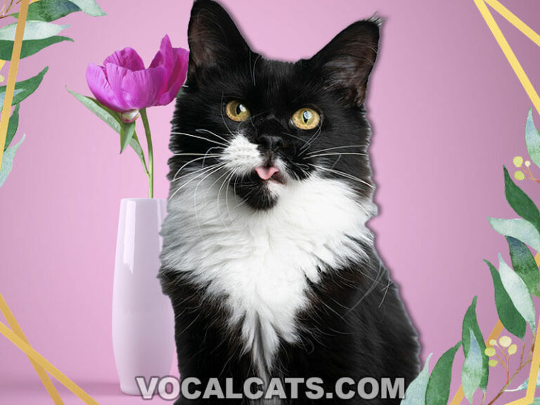 Tuxedo Maine Coon: Complete Guide - Vocal Cats