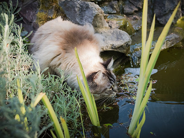Why Do Ragdoll Cats Like Water