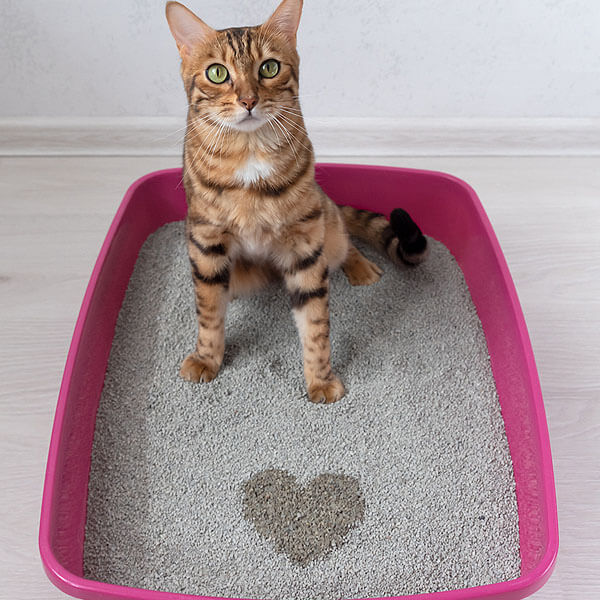 Cat keeps scratching shop in litter box