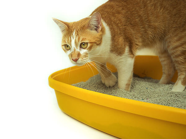 Why is my Cat just Digging in the Litter Box
