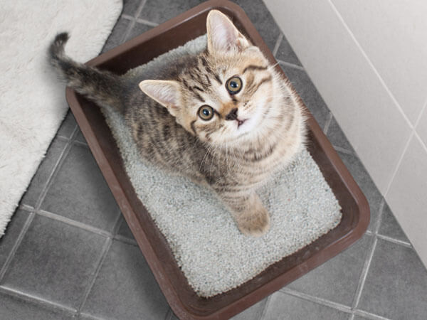 Cat obsessively 2025 scratching litter box