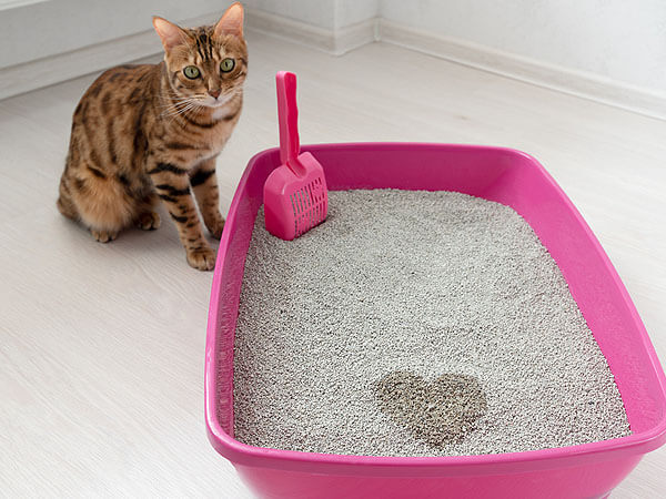 Cat scratching walls around litter clearance box