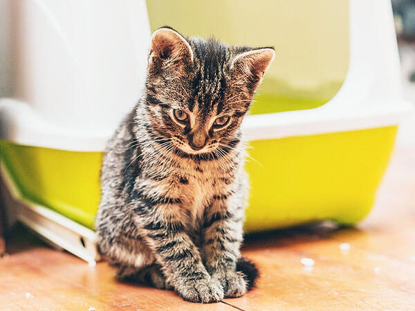 Cat scratches wall instead hotsell of litter