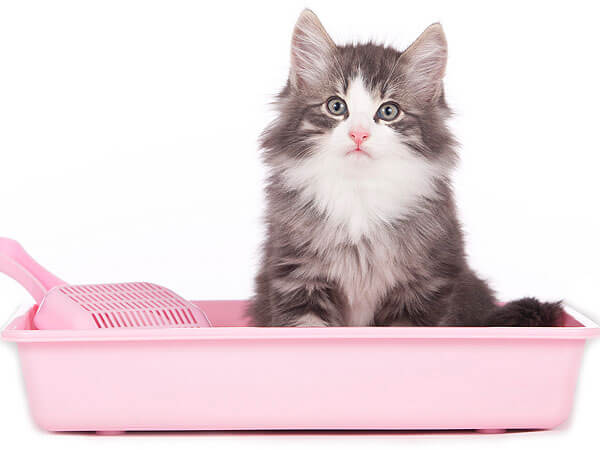 Cat scratches edge outlet of litter box