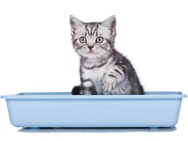 Cat Scratching Litter Box Excessively 10 Reasons Why What To Do