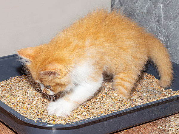 Cat keeps digging shop in litter box