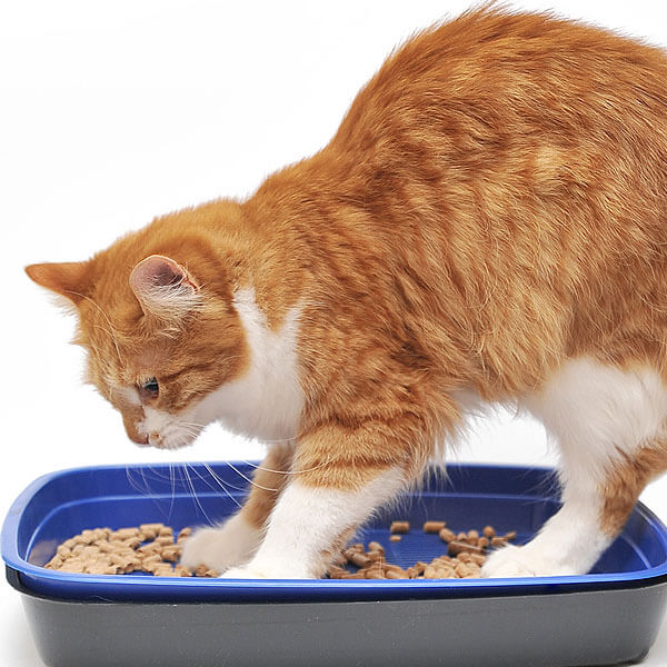 Cat keeps digging 2025 in litter box