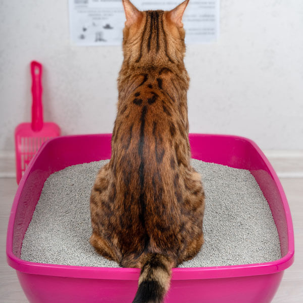 Cat obsessively shop scratching litter box